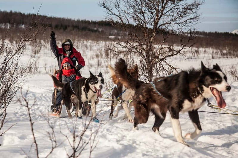 Tromsø: Self-Drive Husky Dog Sledding Adventure - Taking control of your own husky team