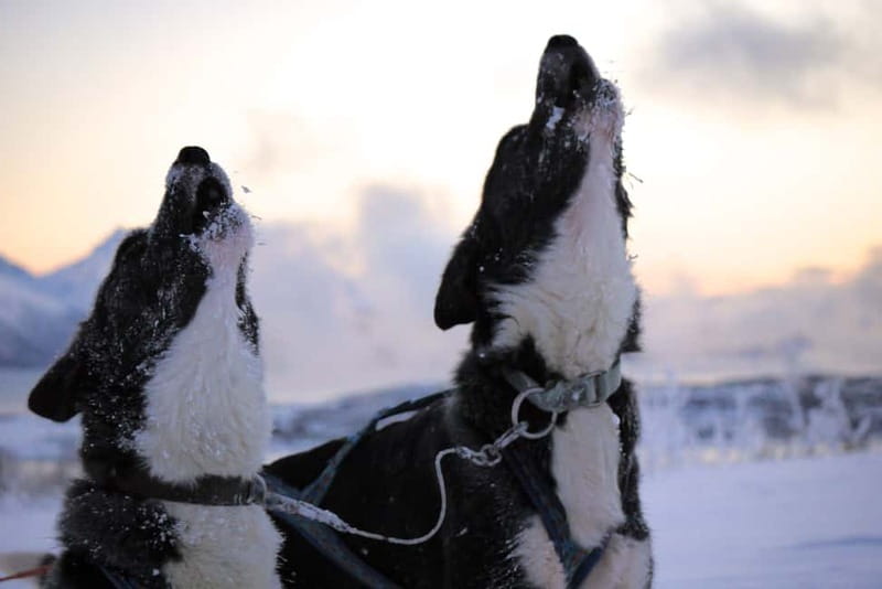 Tromsø: Self-Drive Husky Dog Sledding Adventure - Seventy to eighty minutes through Arctic scenery