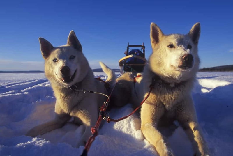 Tromsø: Self-Drive Husky Dog Sledding Adventure - Hot chocolate, coffee, and cake in the Sami Lavvo