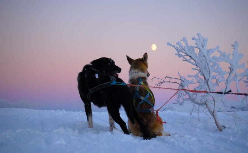 Tromsø: Self-Drive Husky Dog Sledding Adventure - What the $328 price includes