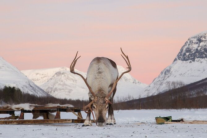 Tromsø Snowmobiling, Ice Domes Snow Park, and Reindeer Visit - Why this Tromsø day trip works