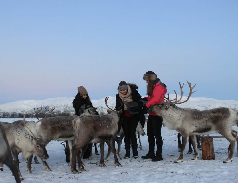 Tromsø: Snowshoeing Tour & Reindeer Encounter with Lunch - Feeding the reindeer before the walk