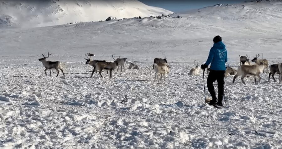 Tromsø: Snowshoeing Tour & Reindeer Encounter with Lunch - Should you book the Tromsø snowshoe and reindeer tour?