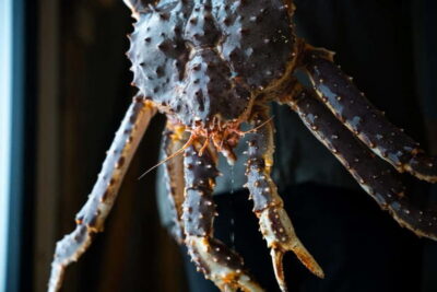 Tasty King Crab Adventure