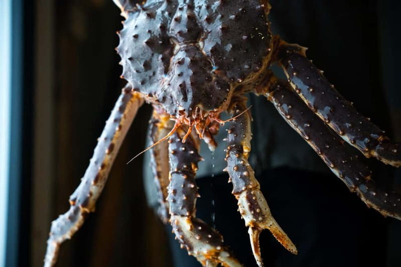 Tromsø: Tasty King Crab Adventure - Aera Panorama Glass Lodge and the 300-meter walk