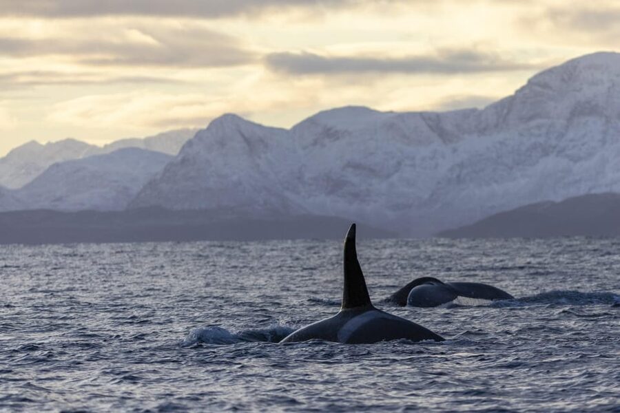 Tromsø Whale Safari with MS Gabriele - Starting at Nerstrandkaia in central Tromsø