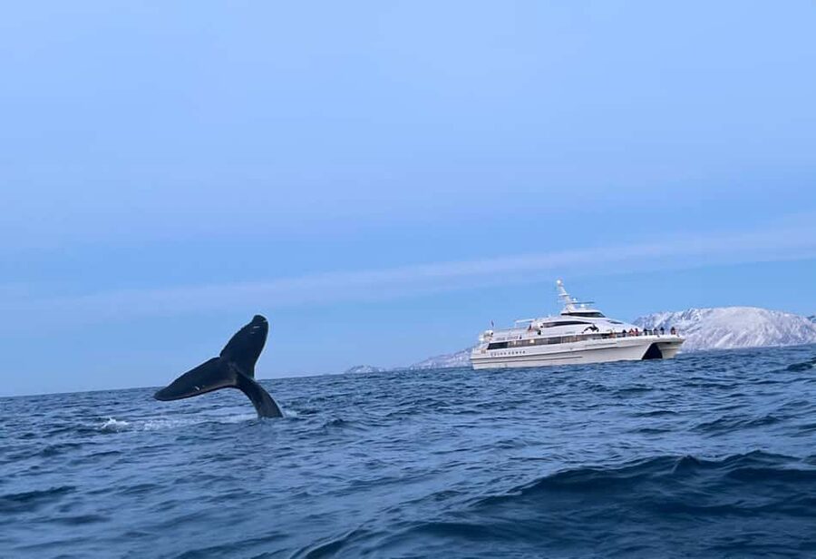 Tromsø Whale Safari with MS Gabriele - What happens on the six-hour route