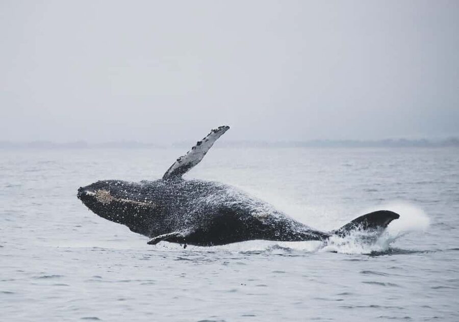 Tromsø Whale Safari with MS Gabriele - December, January, or February?