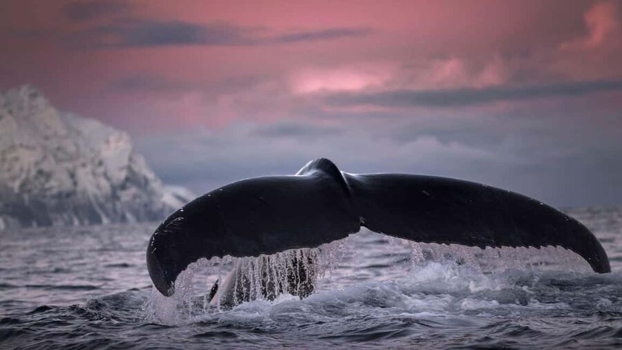 Tromsø Whale Safari with MS Gabriele - Motion sickness is the practical warning