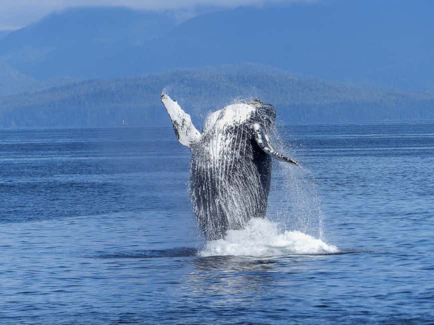 Tromsø Whale Safari with MS Gabriele - What to wear and pack for the Arctic