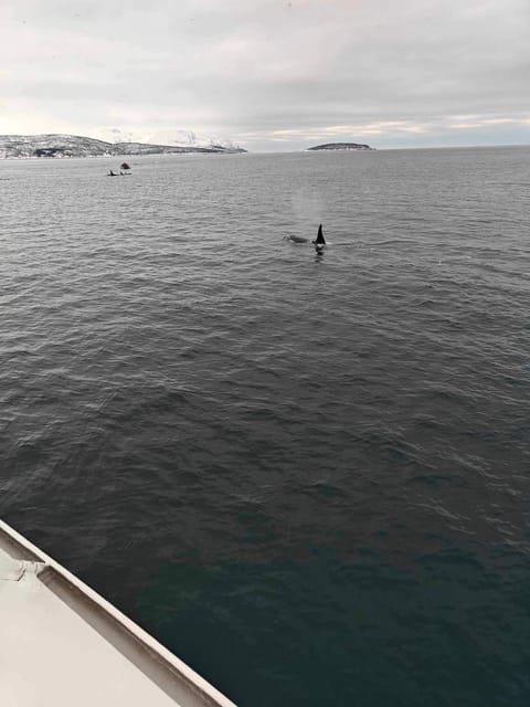 Tromsø Whale Safari with MS Keiser Wilhelm - A six-hour day, and sometimes eight