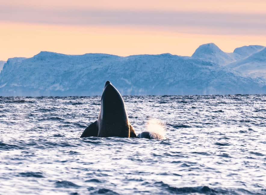 Tromsø Whale Safari with MS Keiser Wilhelm - Who should choose this whale safari?
