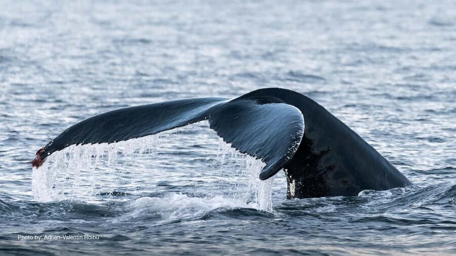 Tromsø: Whale Watching Tour by Hybrid-Electric Boat - Tromsø to Skjervøy, the long road to the whales