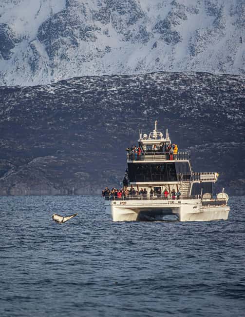 Tromsø: Whale Watching Tour by Hybrid-Electric Boat - A boat built for watching, not racing