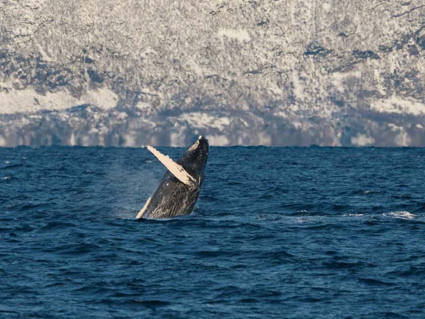 Tromsø: Whale Watching Tour by Hybrid-Electric Boat - What happens at the whale grounds