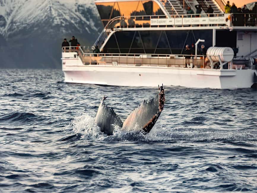 Tromsø: Whale Watching Tour by Hybrid-Electric Boat - The Tromsø departure and early scenery