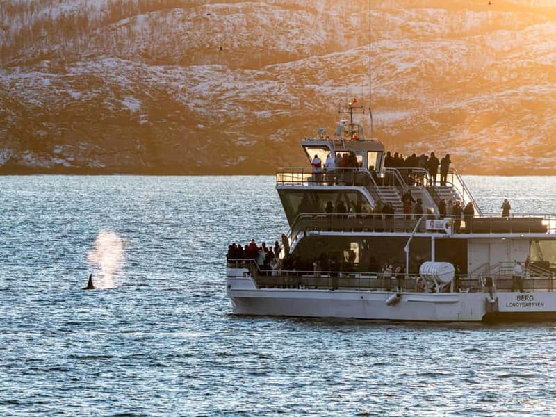 Tromsø: Whale Watching Tour by Hybrid-Electric Boat - The return through Haugnoes and Arctic light