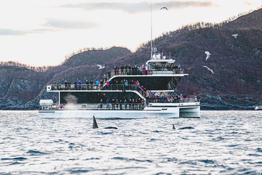 Tromsø: Whale Watching Tour by Hybrid-Electric Boat - The hybrid-electric difference near wildlife