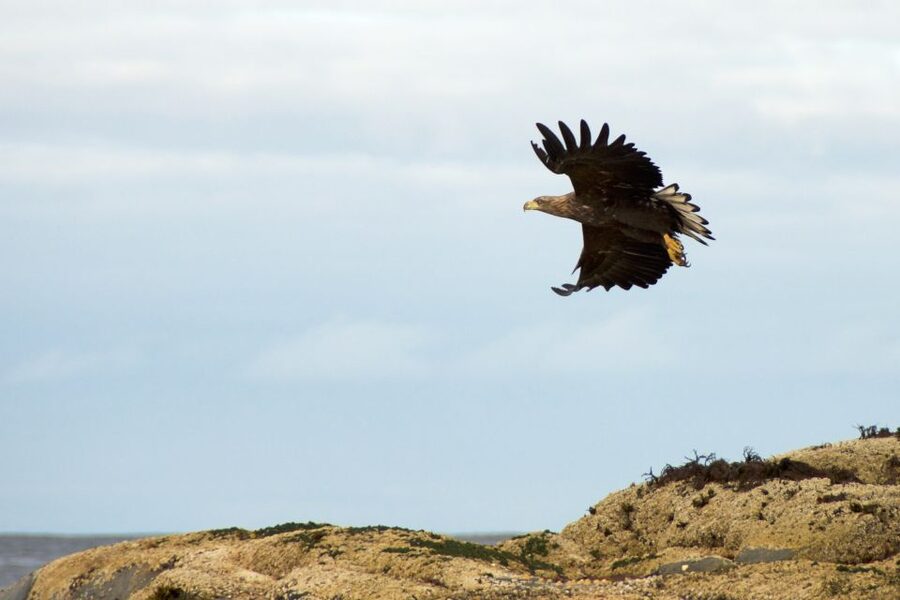 Tromsø: Winter Sea Kayaking Tour with Wildlife Sightings - Key points to know before you book