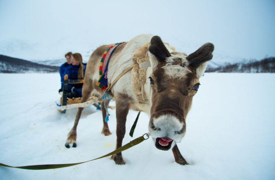 True Locals of the Arctic: Reindeer Sledding at Camp Tamok - A close meeting with reindeer in Tamokdalen