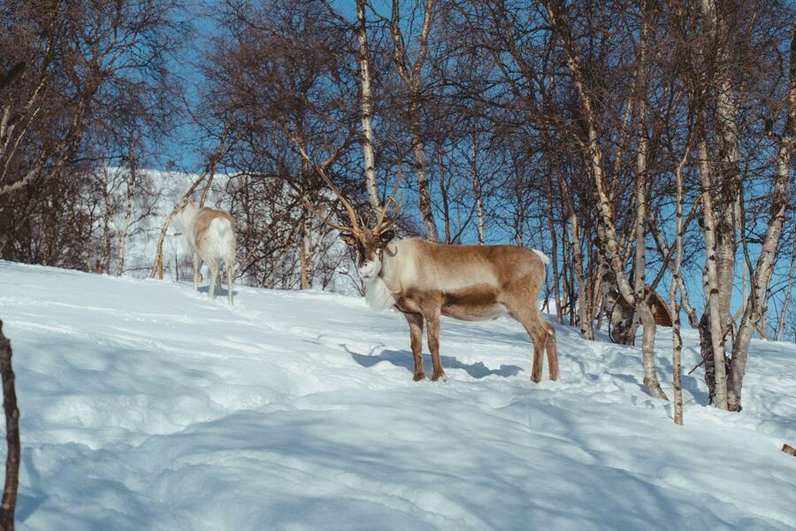 True Locals of the Arctic: Reindeer Sledding at Camp Tamok - A slow sled ride with the reindeer