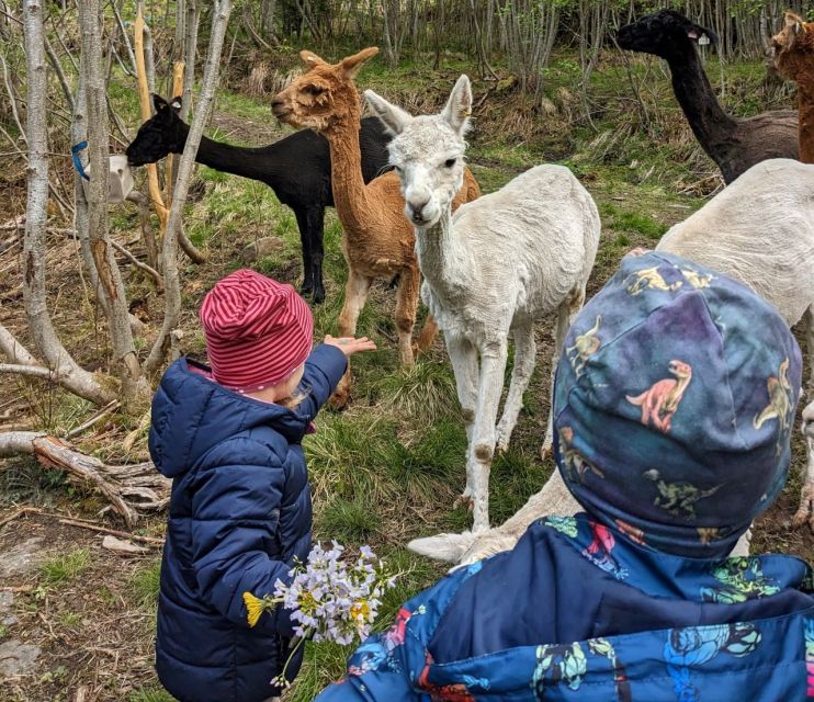 Vik i Sogn: Authentic Farm Visit - Key points to know before booking