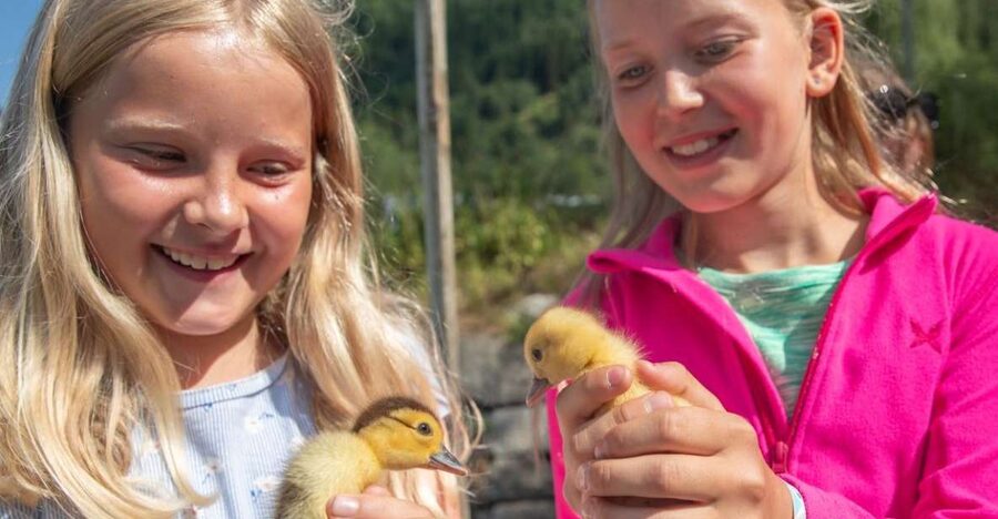 Vik i Sogn: Authentic Farm Visit - Should you book this farm visit?