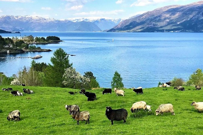 Viking Islands from Alesund: 5-Hour Private Group Tour - Borgund, Viking-era trade, and Sunnmøre’s first town