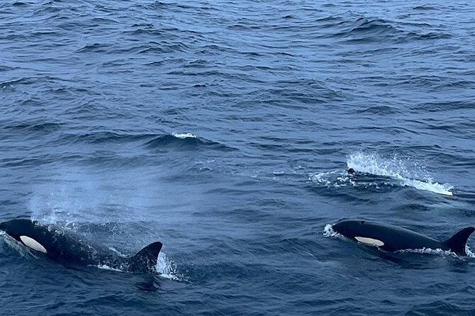 Whale Safari in Tromso - Humpbacks, orcas, and the uncertainty of wildlife