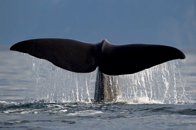 Whale Safari in Tromso - The boat, seating, and onboard facilities