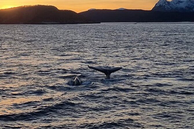 Whale Safari in Tromso - Cold, wind, and motion sickness