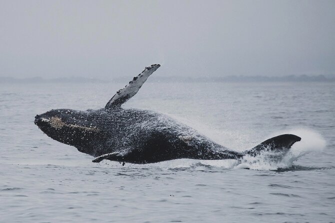 Whale Safari in Tromso - Is $182 a fair price?