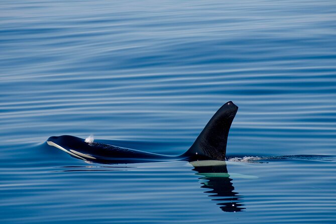 Whale safari with Puffins and Muffins (Andøy, Vesterålen) - What the hosts add to the experience