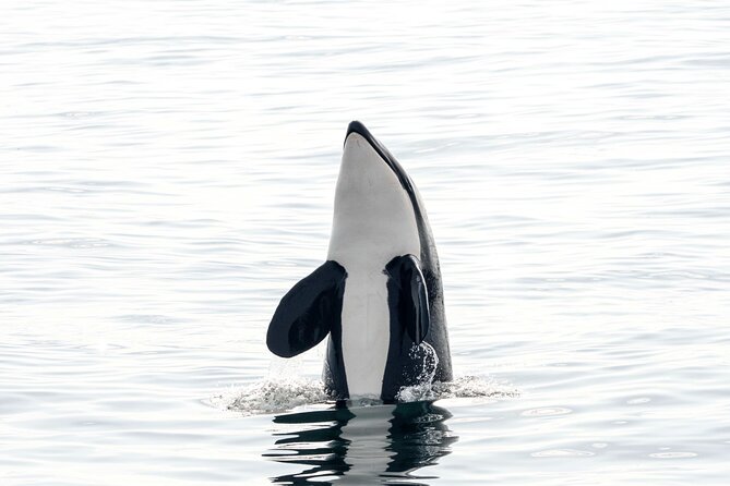 Whale safari with Puffins and Muffins (Andøy, Vesterålen) - The value of the $205.13 price