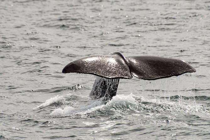 Whale safari with Puffins and Muffins (Andøy, Vesterålen) - Fitness, comfort, and the 120 kilogram limit