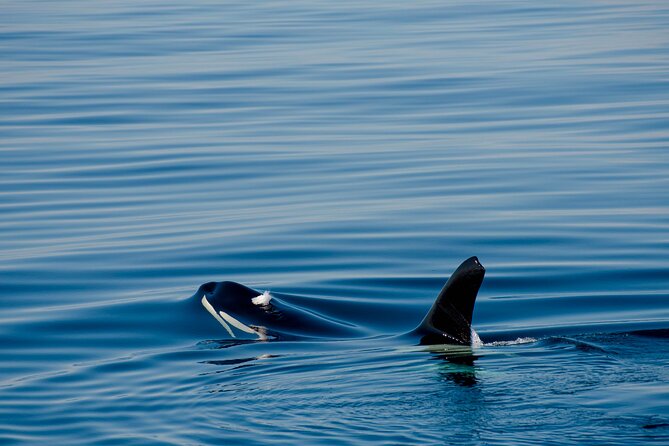 Whale safari with Puffins and Muffins (Andøy, Vesterålen) - Who will enjoy this wildlife search most