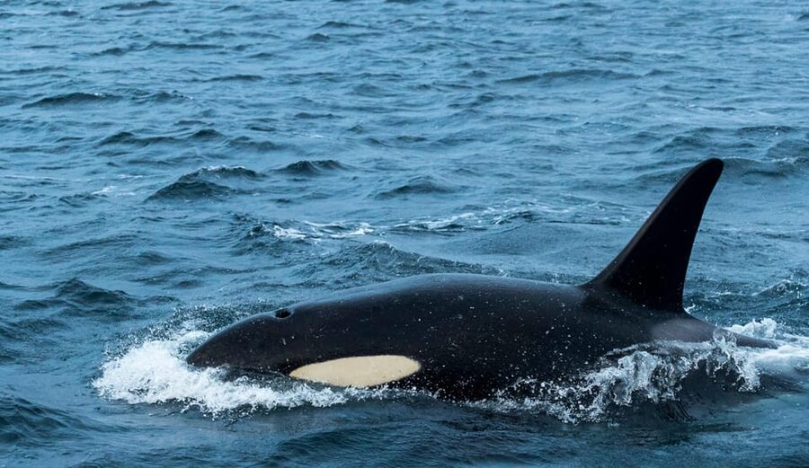 Whale Watching RIB Safari at Skjervøy - Why Skjervøy is worth the long ride