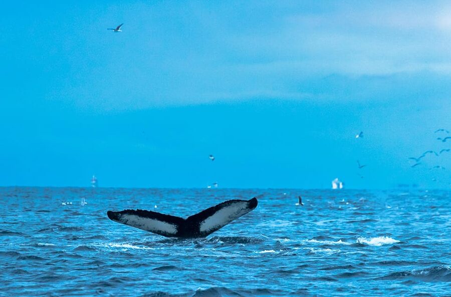 Whale Watching RIB Safari at Skjervøy - The scenery is more than background