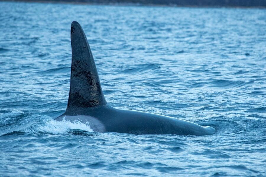 Whale Watching RIB Safari at Skjervøy - Who should book this whale safari?
