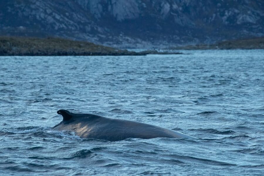 Whale Watching RIB Safari at Skjervøy - The early start from Tromsø