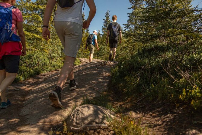 Wildlife Forest Hike - From Oslo Opera House to the Nordmarka woods