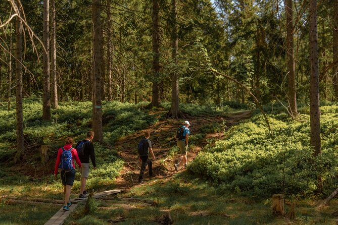 Wildlife Forest Hike - The climb to Skjennungstoppen