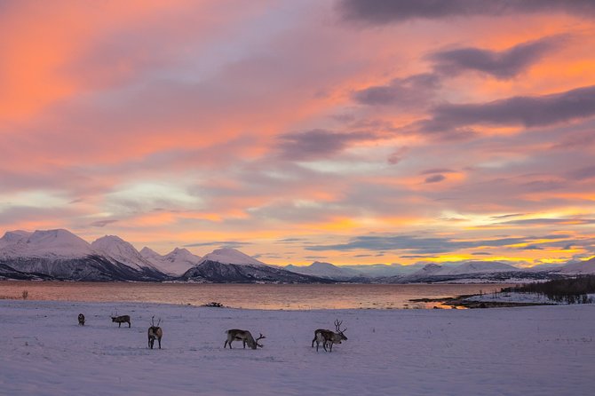 Winter Fjord Road Trip with Wandering Owl - Ersfjordbotn and the famous fjord views
