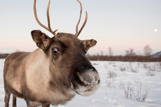 Winter Fjord Road Trip with Wandering Owl - Grotfjord: a first taste of Arctic fjord country